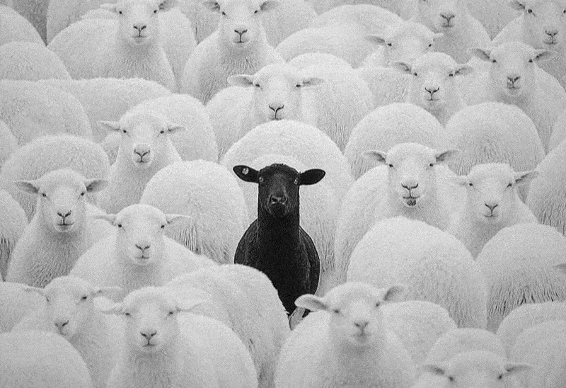Una oveja negra mirando a cámara en medio de un rebaño de ovejas blancas